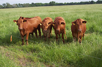 Pasture to marketjpg